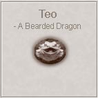 Teo - A Bearded Dragon